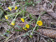 Tussilago farfara