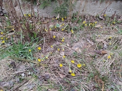 Tussilago farfara