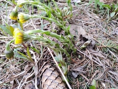 Tussilago farfara
