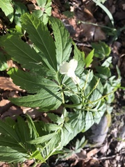 Cardamine kitaibelii