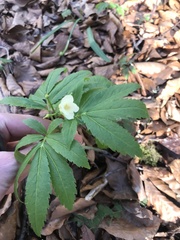 Cardamine kitaibelii