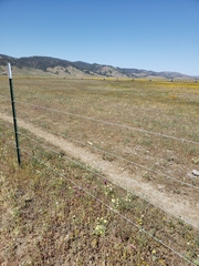 Platystemon californicus