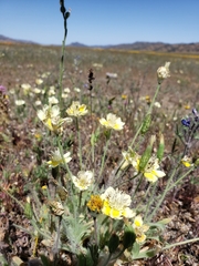 Platystemon californicus