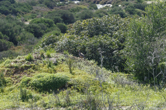 Alectoris rufa intercedens