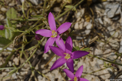 Centaurium