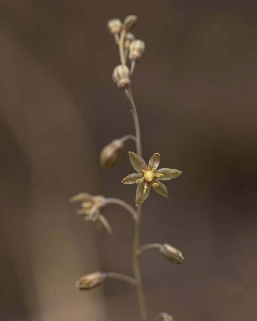 Drimia polyantha