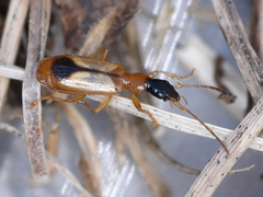 Demetrias monostigma