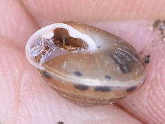 Perforatella bidentata