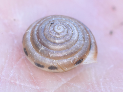 Perforatella bidentata