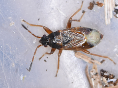 Lasiosomus enervis