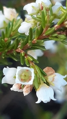 Erica subdivaricata