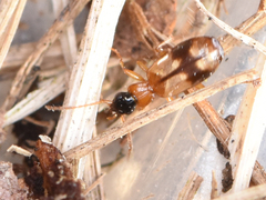 Philorhizus sigma