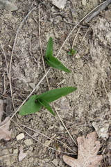 Colchicum umbrosum