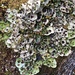 Common Chocolate Chip Lichen - Photo (c) Samuel Brinker, some rights reserved (CC BY-NC), uploaded by Samuel Brinker