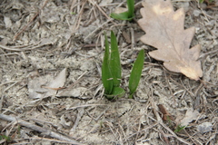 Colchicum umbrosum