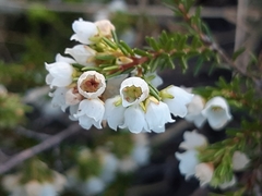 Erica subdivaricata
