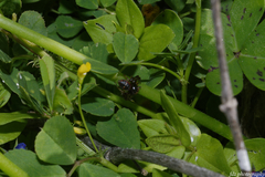 Synema globosum