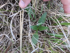 Helianthus occidentalis