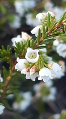 Erica subdivaricata