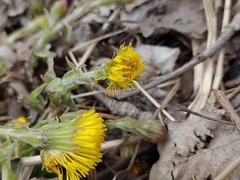 Tussilago farfara