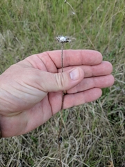 Helianthus occidentalis