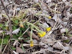 Tussilago farfara