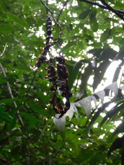 Erythrina folkersii