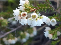 Erica subdivaricata