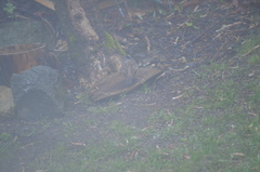 Zonotrichia atricapilla