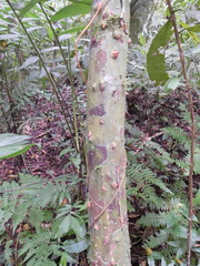 Erythrina folkersii
