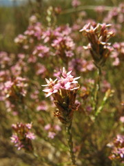 Stoebe rugulosa