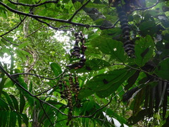 Erythrina folkersii