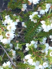 Erica subdivaricata