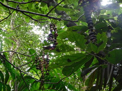 Erythrina folkersii