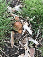Coprinellus micaceus