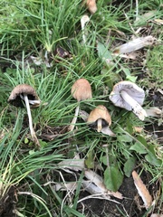 Coprinellus micaceus