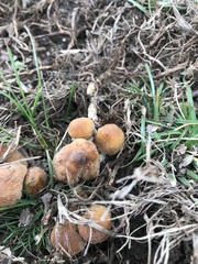 Coprinellus micaceus