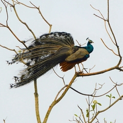 Pavo cristatus