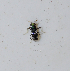 Habrolepis italicus
