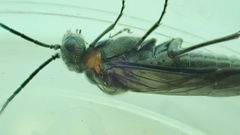 Dolerus haematodes