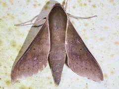 Xylophanes porcus