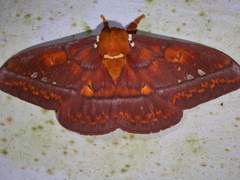 Procitheronia principalis