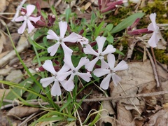 Silene caroliniana