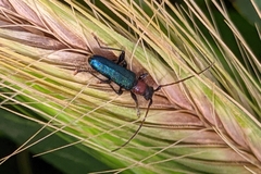 Cartallum ebulinum