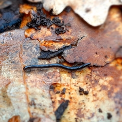 Tachypodoiulus niger