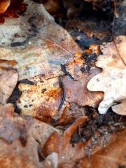 Tachypodoiulus niger