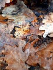 Tachypodoiulus niger