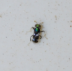 Habrolepis italicus