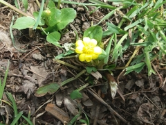 Ficaria verna