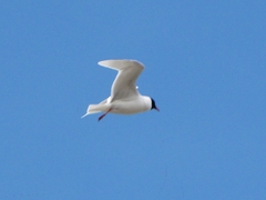 Ichthyaetus melanocephalus